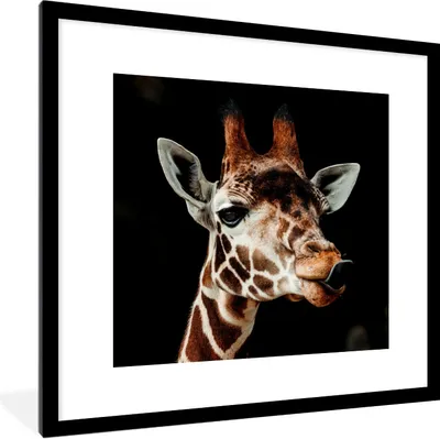 Produktbild von MuchoWow® Gerahmtes Poster Giraffe - Tiere - Schwarz 40x40 cm - Poster mit Schwarzem Bilderrahmen Wandposter Rahmen Foto Bilder - Poster - Plakat im Rahmen