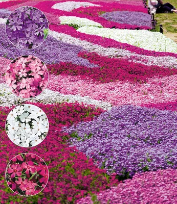 Produktbild von BALDUR Garten Winterharter Bodendecker Phlox-Stauden "Flowers of the Sea", 4er Pflanzen-Mix, Polsterphlox Polster-Flammenblume Polsterstauden Teppichphlox mehrjährig, Phlox subulata, trockenresistent