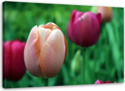 Produktbild von Leinwandbild rosa tulpen 120x80 cm Feeby rosa wandbild bereit zum aufhängen
