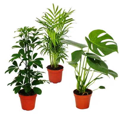 Obrázek produktu pro Sada pokojových rostlin „Zelené trio“ – sada 3 různých zelených rostlin: Chamaedorea, Monstera a Schefflera