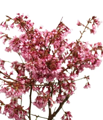 Obrázok produktu pre Vysoký kmeň okrasnej čerešne Prunus Okame 100 – 125 cm, štepený na kmeni