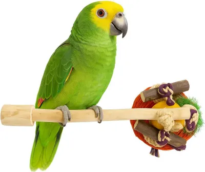 Immagine prodotto di Java Pogo con giocattoli L - Un pezzo unico di natura per pappagalli di medie e grandi dimensioni