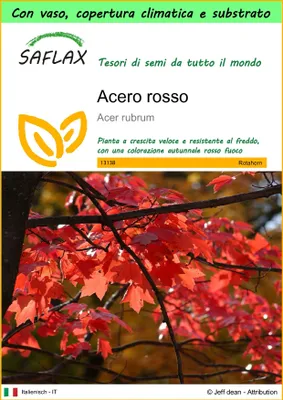 Immagine prodotto di SAFLAX Garden to go - Acero rosso  - 20 semi - Acer
