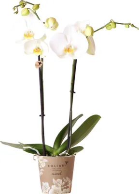 Obrázok produktu pre Kolibri Orchids | biela orchidea Phalaenopsis - Dame Blanche - veľkosť kvetináča Ø12cm | kvitnúca izbová rastlina - čerstvá od pestovateľa