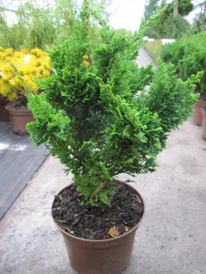 Produktbild von Scheinzypresse Wisselii - Chamaecyparis lawsoniana - 20-30cm