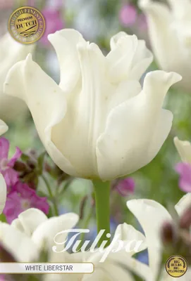 Artikelbild 2 von 'Tulpe White Liberstar (7 Stück)' aus der Kategorie Tulpenzwiebeln