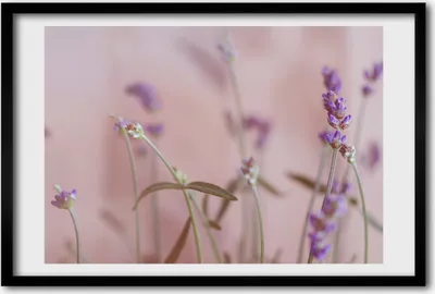Produktbild von Bild 60x40 MDF-Rahmen, Wandkunst Lavendel