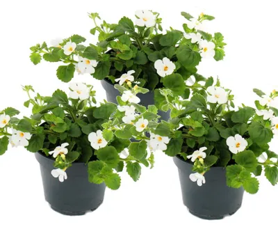 Immagine prodotto di Sterculia - bianca - Sutera diffusa - 11 cm - set da 3 piante
