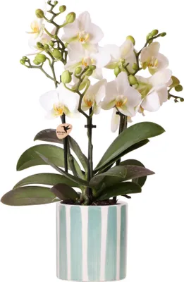 Produktbild von Weiße Phalaenopsis Orchidee Lausanne im Painted Stripe Ziertopf Türkis Ø9cm