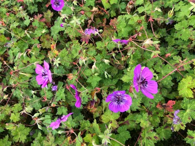 Immagine prodotto di 6 xGeranium hybr. 'Pink Penny' - cranesbill - vaso 9 x 9 cm
