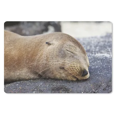 Produktbild von MuchoWow® Mauspad Mousepad Nahaufnahme - Tiere - Steine 27x18 cm - Mousepads - Maus Mat - Pad - Mausunterlage - Büroartikel - Desk Matten