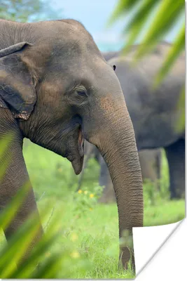 Produktbild von MuchoWow® Poster Elefant - Palme - Tiere 120x180 cm - Kunstposter