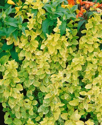 Produktbild von Lonicera japonica 'Aureoreticulata', Japanisches Geißblatt, 150–200 cm