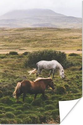 Produktbild von MuchoWow® Poster Pferde - Gras - Weiß 120x180 cm - Kunstposter