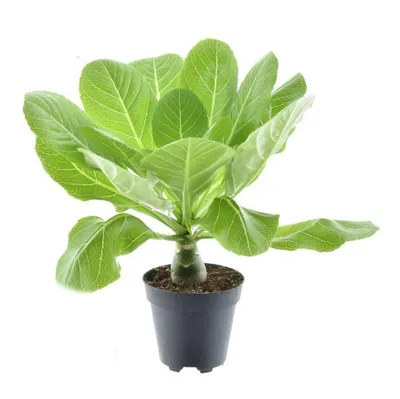 Produktbild von Hawaipalme Rarität 30cm