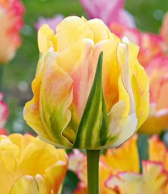 Produktbild von BALDUR Garten 10x Tulpe 'Akebono', Zwiebeln mit Umfang 11-12 cm, große Blüten, robust, widerstandsfähig, mehrjährig, pflegeleicht, winterhart, Schnittblume, Blickfang im Beet und Kübel