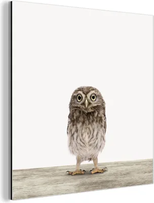 Obrázek produktu pro Nástěnná dekorace Kovový kovový obraz Wall Art 50x50cm Zvířata - Bílá - Sova Muchowow Hliníkové obrazy