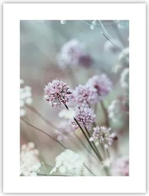 Produktbild von Poster - Poster ohne Rahmen - Wiese Knoblauch Blume - 30x40 cm - Wand Bild - Wanddeko - Wandbilder - Kunstposter - Wandposter - Bilder - Kunstdruck - Wanddekoration - Wandbild - P2XPA30x40-4177