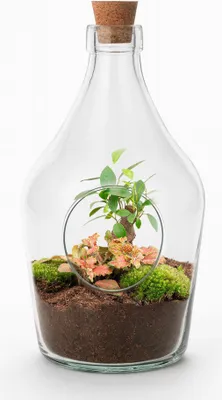 Produktbild von Offener Flaschengarten John 30cm Bonsai & Ruby Lime Fittonia 6cm Terrarium Deko