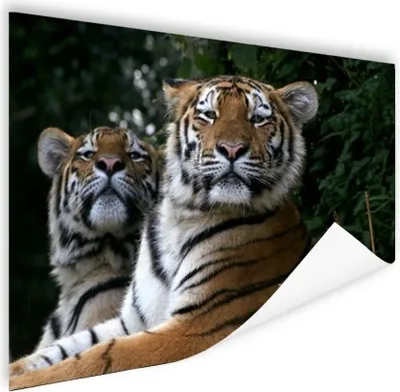 Produktbild von MuchoWow® Poster Tiger - Wald - Köpfe 180x120 cm - Fotoplakat