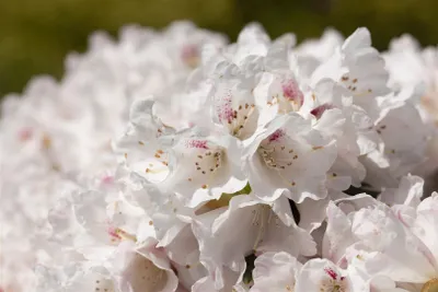 Produktbild von Rhododendron 'Blewbury', rosa Blüten, 30–40 cm