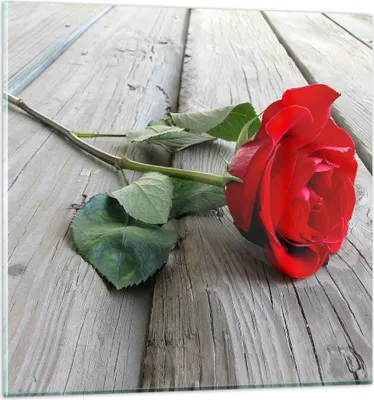 Produktbild von Bilder auf glas - Blume Holz Pflanze - 60x60cm - Glasbilder - Wandbilder - Kunstdruck - zum Aufhängen bereit - Wanddekoration aus Glas - Glas Bilder - Wandbild auf Glas - Einteilig - GAC60x60-0103