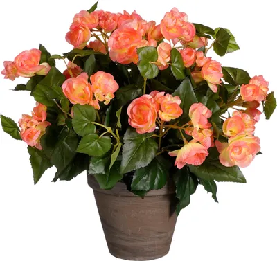 Obrázek produktu pro Mica Decorations Begonia umělá rostlina v květináči Stan - V37 x Ø36 cm - lososově růžová