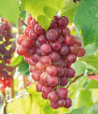 Produktbild von BALDUR Garten Kernlose Tafel-Trauben 'Vanessa®', Weinreben rot, 1 Pflanze, Vitis vinifera, Weintrauben kernlos, winterhart, mehrjährig, Pilzfeste Sorte
