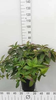Obrázok produktu pre Hydrangea serr. 'Daredevil' - Hortenzie 30- 40 cm Kontajner
