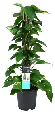 Image de Scindapsus (Epipremnum) - 70-80cm - Ø19cm - Plante d'intérieur - Vert persistant