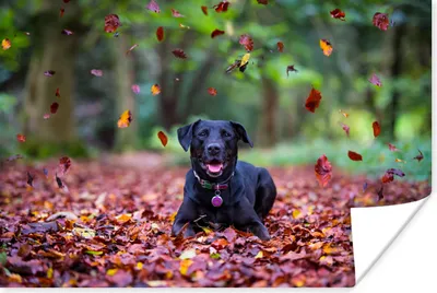 Produktbild von MuchoWow® Poster Schwarzer Labrador Retriever zwischen schönen Herbstblättern liegend 30x20 cm - Plakate - Print