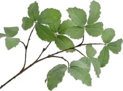 Produktbild von Silk-ka Künstliche Blume – Seidenblumen, Blattzweig, Grün, 103 cm