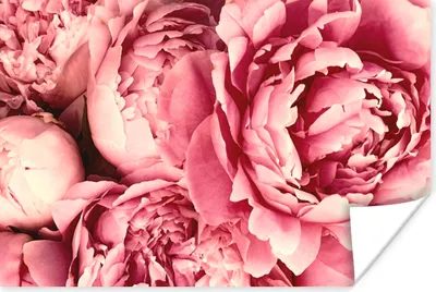 Produktbild von MuchoWow® Poster Rosen - Blume - Rosa 180x120 cm - Fotoplakat