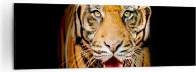 Produktbild von Bild auf Leinwand - Leinwandbild - tiger tier - 160x50cm - Wand Bild - Wanddeko - Wandbilder - Leinwanddruck - Bilder - Kunstdruck - Wanddekoration - Leinwand bilder - Wandkunst - AB160x50-4103