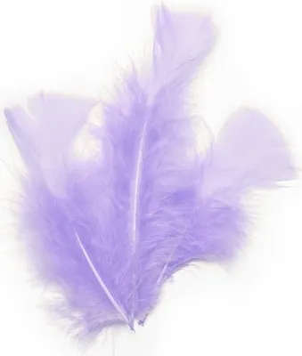 Image de Décoration d'intérieur Plumes 20 pièces blanches 5,5 cm - taille unique