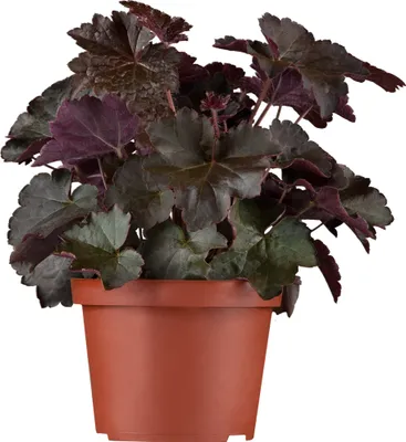 Produktbild von Heuchera micrantha 'Black Beauty'® - Purpurglöckchen, Silberglöckchen 'Black Beauty'®, im Topf 12 cm - 12 cm