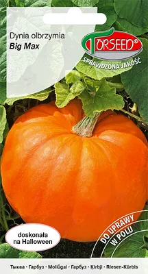 Produktbild von Riesenkürbiskerne Big Max 3g - Torseed