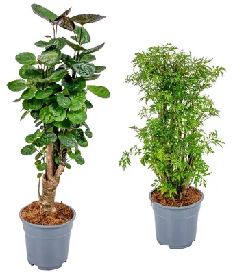 Produktbild von 2er-Set Polyscias Fabian & Fruticosa, Fiederaralie, 50-70 cm