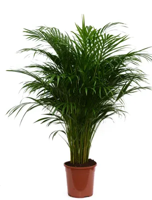 Produktbild von Goldfruchtpalme Dypsis lutescens XXL 85cm