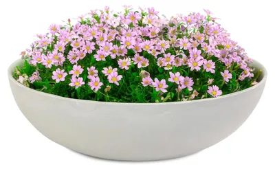 Immagine prodotto di Ciotole per piante da esterno Ciotole decorative rotonde beige grigio 30 cm