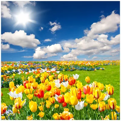 Produktbild von Wallario Magnet für Kühlschrank / Geschirrspüler, magnetisch haftende Folie - 60 x 60 cm, Motiv: Tulpenwiese unter blauem Himmel