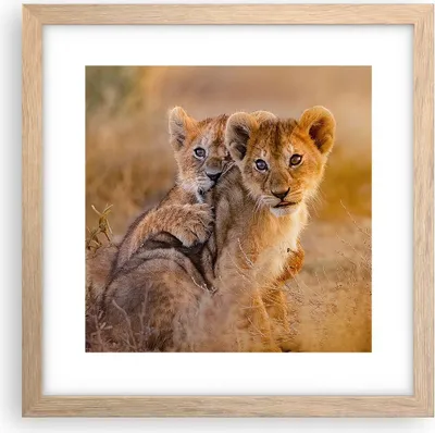 Produktbild von Gerahmtes Poster - Rahmen in heller Eiche - Löwe Natur Tier - 30x30 cm - Wand Bild - Wanddeko - Wandbilder - Kunstposter - Wandposter - Bilderrahmen - Bilder - Kunstdruck - Wandbild - P2NAC30x30-3480