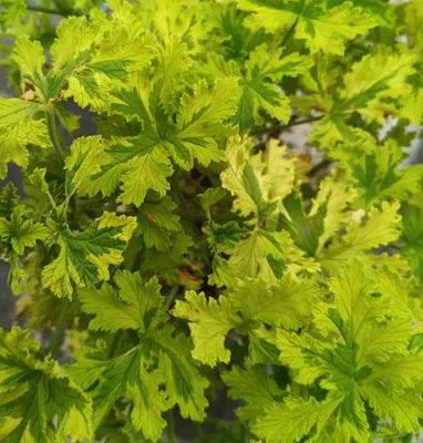 Image de Pelargonium 'Charity' / Géranium au parfum d’Agrume