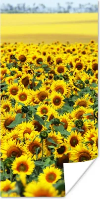 Produktbild von MuchoWow® Poster Sonnenblume - Blumen - Natur 60x120 cm - Wandschmuck
