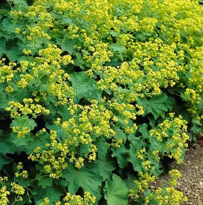 Obrázek produktu pro Alchemilla mollis – konvalinka – půdopokryvná rostlina – trvalka se žlutozelenými květy – 48 rostlin – 10–25 cm – Ø 9 cm – mrazuvzdorná a nenáročná na péči