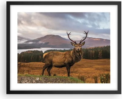 Produktbild von Gerahmtes Poster - Schwarzer Rahmen - Rehe Wiese Berge - 50x40 cm - Wand Bild - Wanddeko - Wandbilder - Kunstposter - Wandposter - Bilderrahmen - Bilder - Kunstdruck - Wandbild - P2BAA50x40-4231