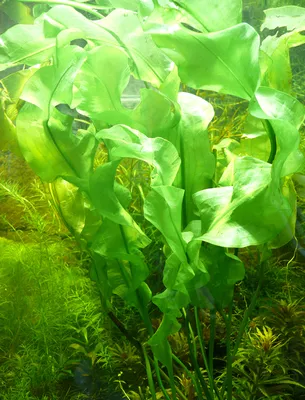 Produktbild von 3 Knollen Meersalatähnl. Wasserähre (Aponogeton Ulvaceus) - angetr.