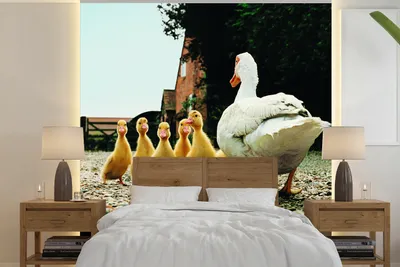 Produktbild von MuchoWow® Fototapete für Wohnzimmer oder Schlafzimmer Wandtapete Vinyl Motivtapete Ente mit Jungen - 240x240 cm - Schlafzimmer-Tapete