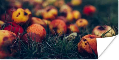 Produktbild von MuchoWow® Poster Landdekoration - Herbst - Apfel - Obst 40x20 cm - Poster für die Wand - Poster Schlafzimmer