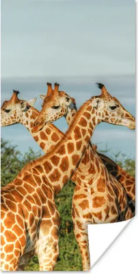 Produktbild von MuchoWow® Poster Giraffen - Luft - Tiere 20x40 cm - Plakat - Foto